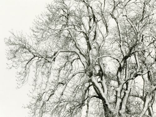 Winter Trees near Yearle #03