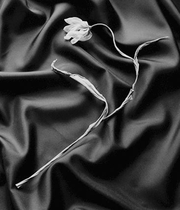Tulip on Black Silk