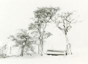 Winter Trees near Yearle Northumberland