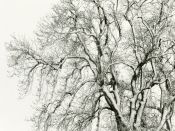Winter Trees near Yearle #03
