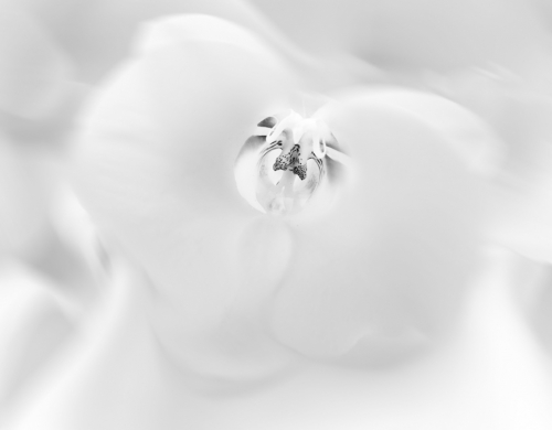 Orchid