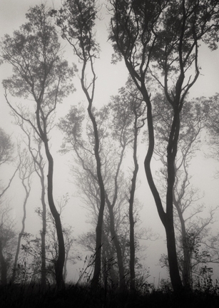 Trees in Mist: Near Craster
