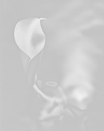 Lily #1