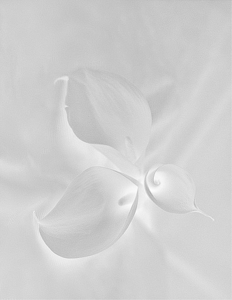 Lily #2