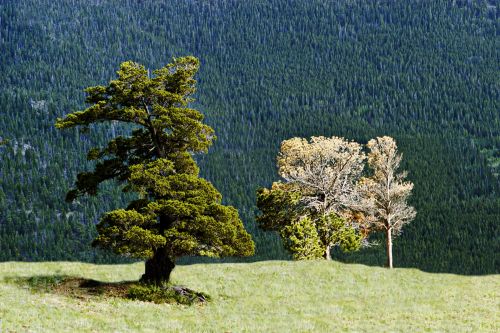 Light on Trees Colorado