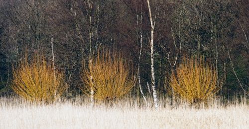 Golden Willow Trees