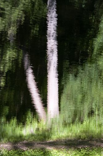 Tree Reflection