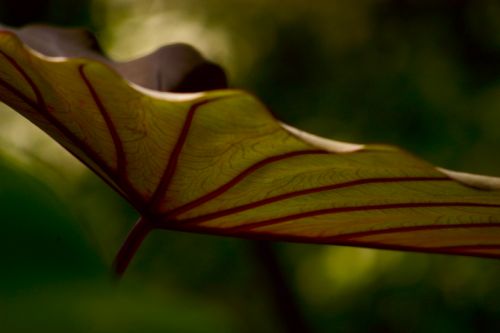 Backlit Leaves