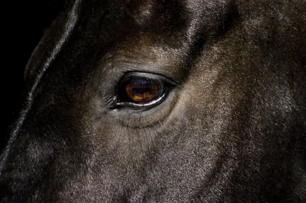 Horses Eye