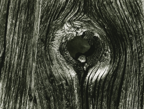 Knot in Wood