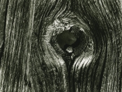 Knot in Wood