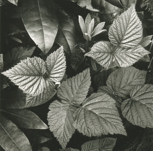 Leaves