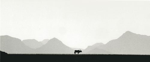 Oryx: Namibia