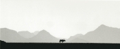 Oryx: Namibia