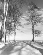 Trees in Winter